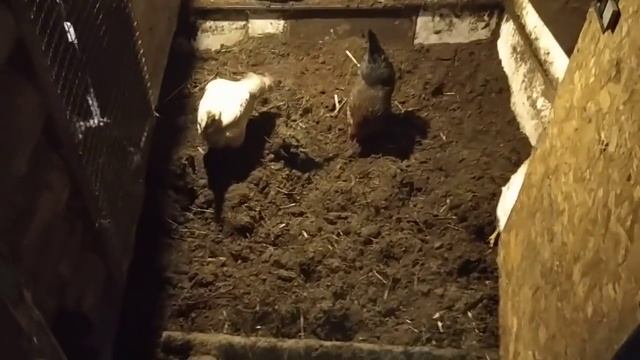 Курятник ПОДСТИЛКА с бактериями. Больше никогда! смотреть онлайн