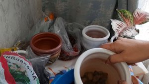 Комнатные растения. Пересадка Аглаонем