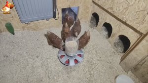Кормушка с колпаком от колеса понравилась курам несушкам