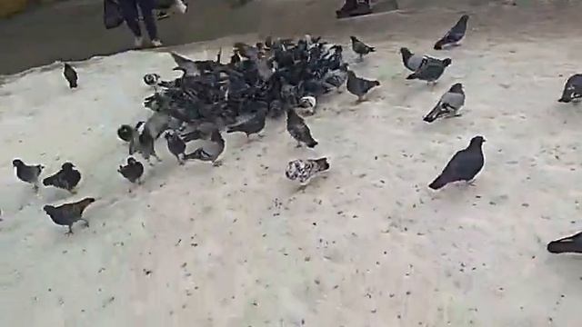 Инструкция по утилизации хлеба или крупы в городских условиях. смотреть онлайн