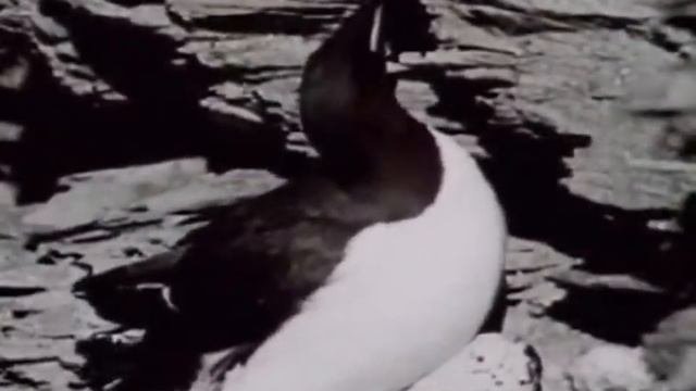 Кайры