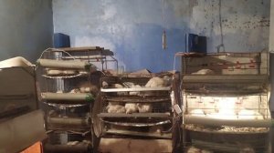 ВЫРАЩИВАНИЕ БРОЙЛЕРОВ В КЛЕТКАХ/ КАКОЙ ВЕС БРОЙЛЕРОВ КОББ500 В 48 Дней