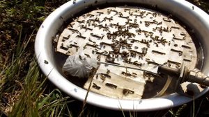 Автоматическая поилка для пчёл. Это прорыв в пчеловодстве.