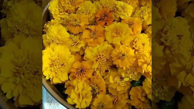 Гидролат бархатцев (тагетеса) от @florasoap.studio #тоникнатуральный #гидролат #fss_гидролаты смотреть онлайн