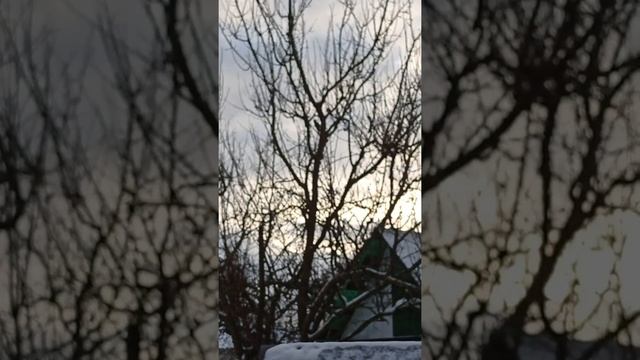 зимние птицы смотреть онлайн