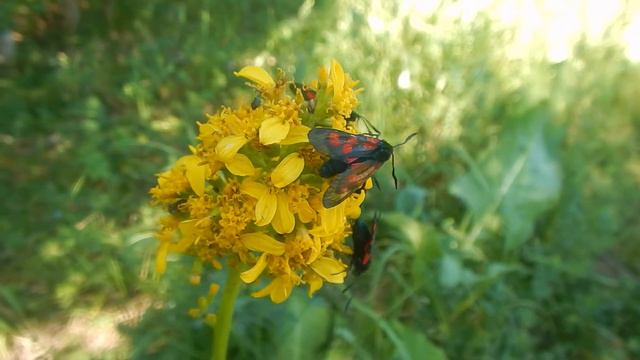 На лугах Чингизтау 2