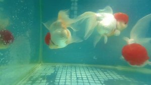 Оранда красная шапочка