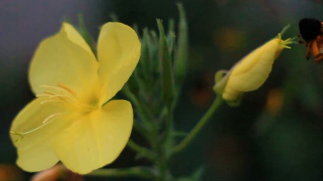 как распускаются цветки энотеры. 2015 год смотреть онлайн