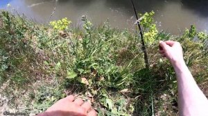 Усач Идет На Шелковицу,Рыбалка На Кавказе.