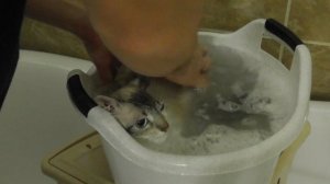 Как искупать кошку