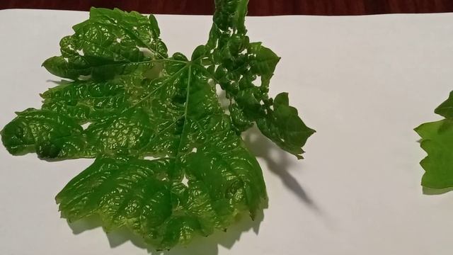 заболевание винограда антракноз и паутинный клещ