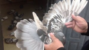 Торцовые Николаевские голуби