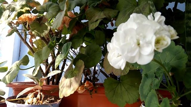 Поздравляю с Днём рождения смотреть онлайн