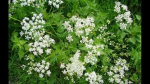 Здоровые рецепты.Как лечить бронхит? Рецепты народной медицины.