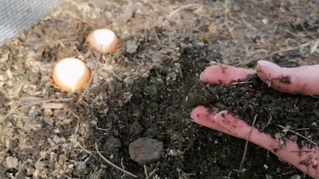 САМЫЙ УРОЖАЙНЫЙ СПОСОБ ВЫГОНКИ ЛУКА НА ЗЕЛЕНЬ В ТЕПЛИЦЕ смотреть онлайн