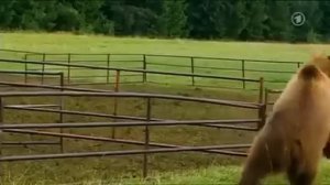 Sheepdog saves his flock from a bear attack