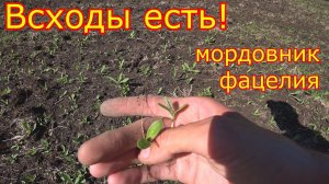 Медоносы ФАЦЕЛИЯ и МОРДОВНИК! ОБСТАНОВКА на ПАСЕКЕ