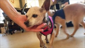 Payton, a female Teacup Chihuahua at Muttville