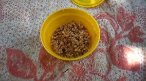 Опарышы легко и быстро дома