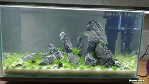 Ивагуми 70 литров: биологическое равновесие