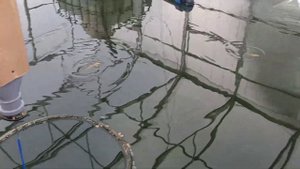 Кормление малька карпа кои, наблюдаю за рыбкой. Вода с каждым днём становится все чище и чище. озон