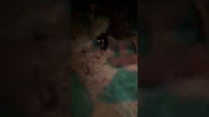 наша корова собирается к отелу