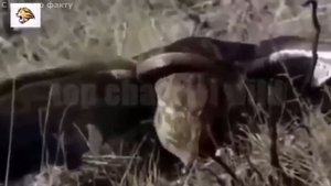 Версус! ЗМЕЯ ПРОТИВ мангуста, варана, медоеда. Змея в деле!