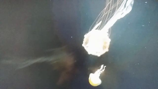 Глибокий Заспокійливий звук 4К 12 годин фантастичні желе з тихоокеанської морської кропиви.