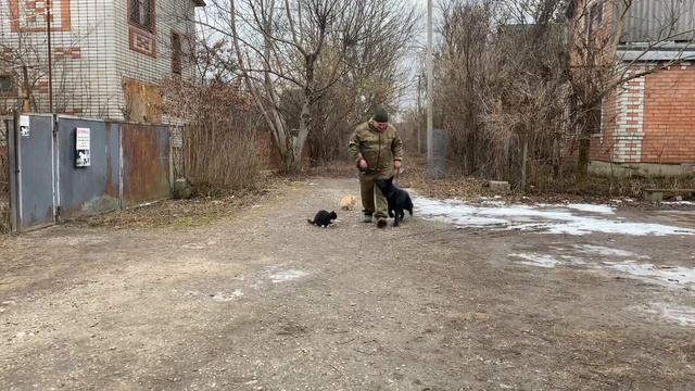 Немецкая овчарка 4,5 месяцев Рей! Будни дрессировки с котами! смотреть онлайн