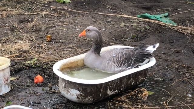 Крутой Петух ☺ смотреть онлайн