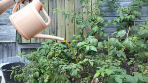 Подкармливаем малину осенью из того что есть на даче у каждого! Чем подкормить малину осенью?