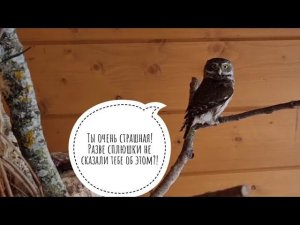 Проверяем всех сов после ночного мокрого снегопада. Сова Ёль наследила в снегу и погнала Морошку