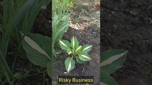 хоста Risky Business