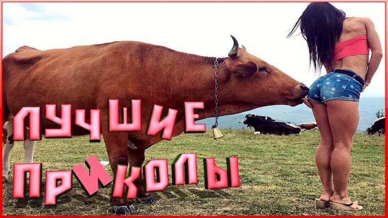 Угарные видео с животными из тик ток