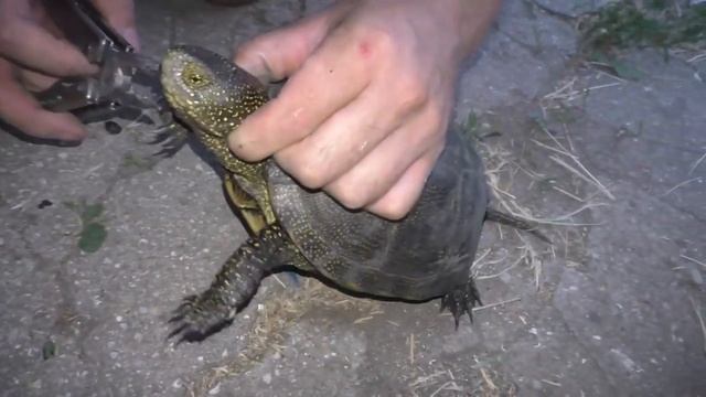 СПАСАЕМ ЧЕРЕПАХУ\СЛАБОНЕРВНЫМ НЕ СМОТРЕТЬ\ВЫТАСКИВАЕМ У ЧЕРЕПАХИ КРЮЧОК ИЗО РТА