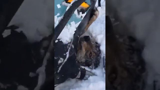 Заехал на снегоходе на волка смотреть онлайн