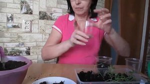 Как получить лучшие семена #картофеля?. Пересадка картофеля семенами