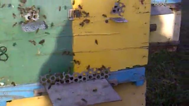 облёт пчёл 22 Января.mp4 смотреть онлайн