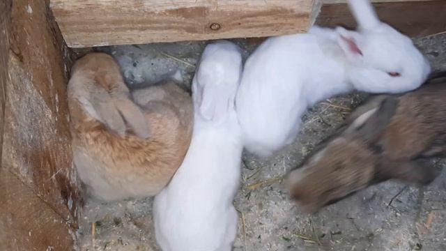 Обзор маточных клеток, крольчихи и крольчата смотреть онлайн