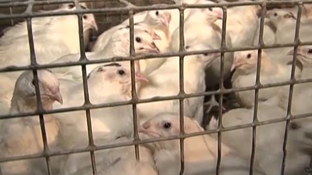 Агрокурьер 13.11.2013 смотреть онлайн