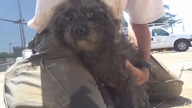 Дворовой пёс смотреть онлайн