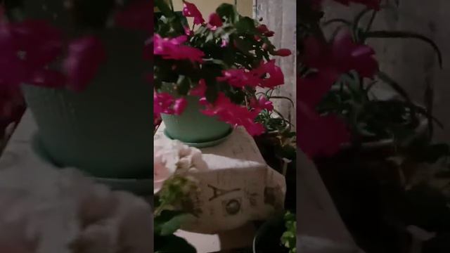 Декабрист-Шлюмбергера-Зигокактус. Обильное цветение спустя неделю после бутонизации. смотреть онлайн