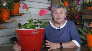 Пеларгония Посадка и Уход ? Чем Отличается Герань и Пеларгония ✔️