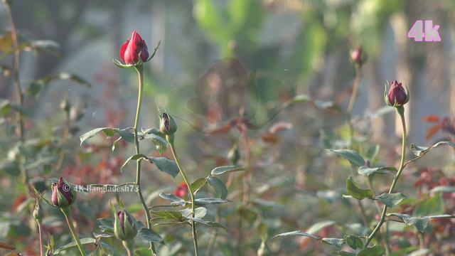 Commercial Cultivation Of Rose Flower In Jessore in 4K смотреть онлайн