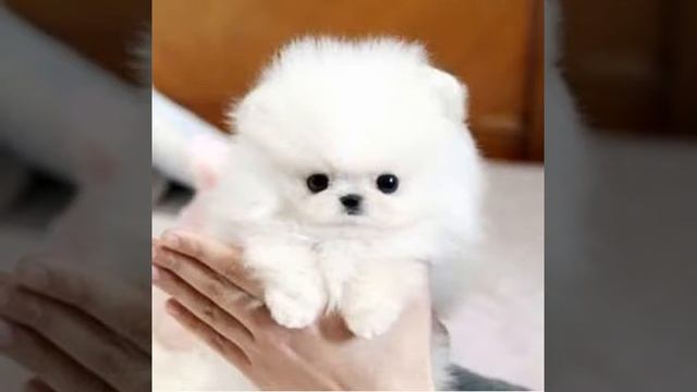 Самые милые собачки породы чихуахуа )