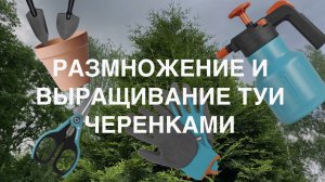 Размножение и выращивание туи черенками