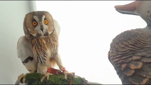 Когда девушка слишком напористая на первом свидании. смотреть онлайн