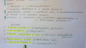 Билет 067. НАРУЖНАЯ И ПЕРЕДНЯЯ ЯРЕМНЫЕ ВЕНЫ, ИХ ТОПОГРАФИЯ, ВПАДЕНИЕ. ОБРАЗОВАНИЕ ПЛЕЧЕГОЛОВНЫХ ВЕН