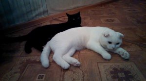 шотландский кот