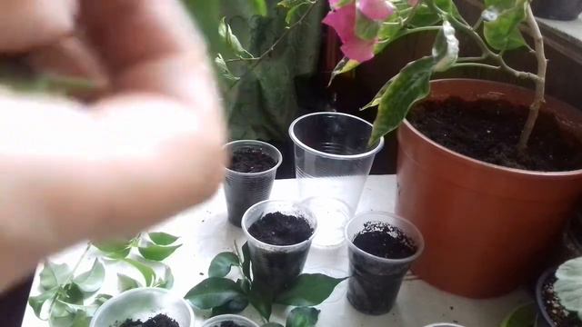 Черенкование бугенвилии. смотреть онлайн